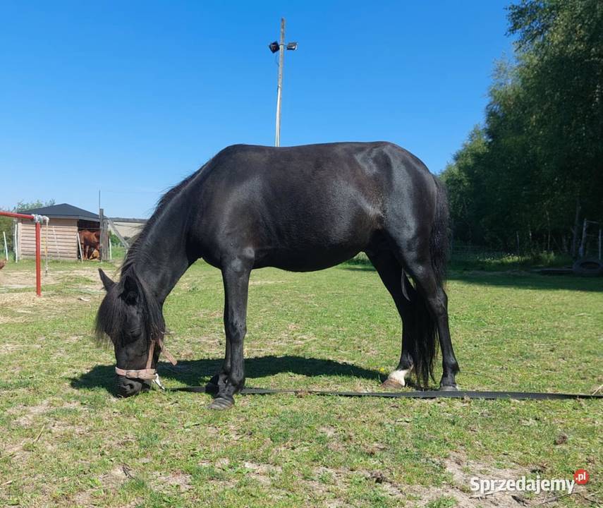 Kucyk wałach małopolskie Kraków