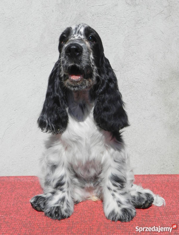 Cocker Spaniel Angielski Suczka z metryką ZKwP Nowy Sącz