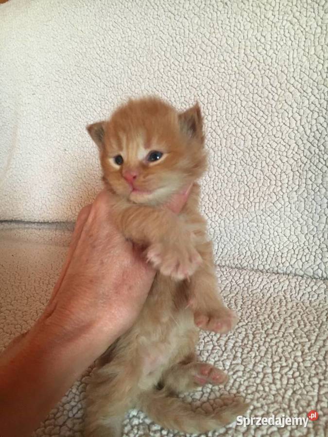 Kocięta Maine Coon wielkie koty małopolskie Kraków