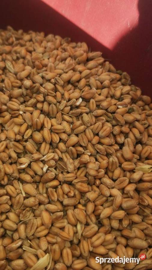 Pszenica ozima Produkcja roślinna