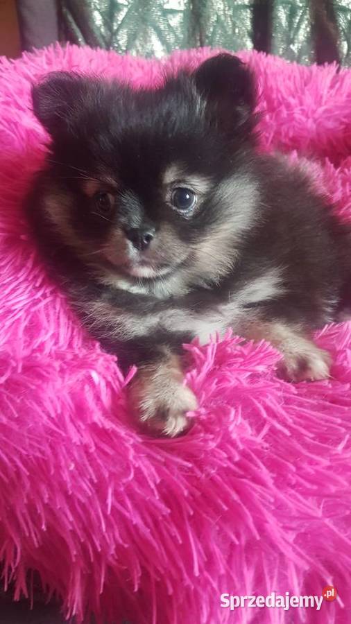 Suczka szpic pomeranion