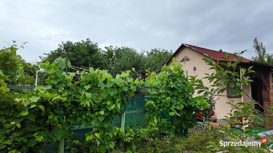 Sprzedam działkę ROD w Żaganiu lubuskie