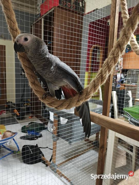 Oswojony samiec żako ręcznie karmiony 7 mięs łódzkie Łódź