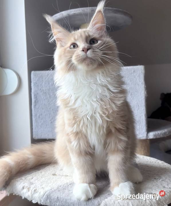 Maine Coon Rudo biały Wińsko