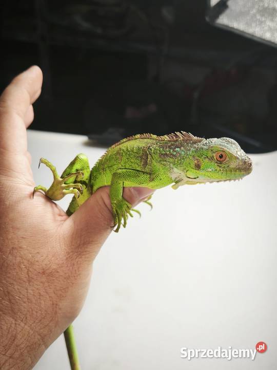 legwan zielony młody osobnik Wałbrzych sprzedam