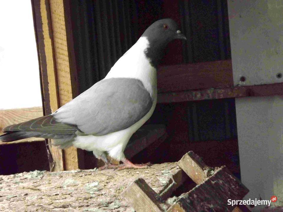 sprzedam gołębie Podborze