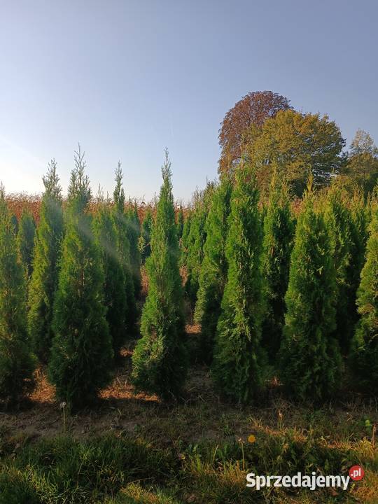 Tuja szmaragd 50180 Kocianów