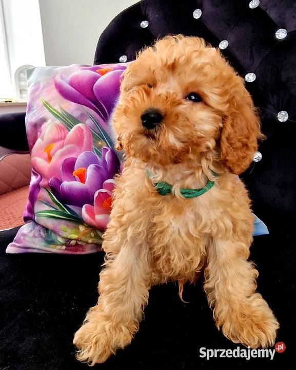 Pudel TOY Red szuka domku podkarpackie sprzedam