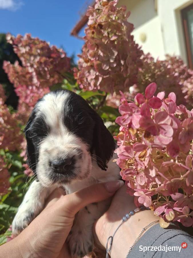 Springer Spaniel Angielski ZKwP