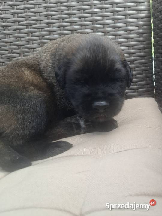 Leonberger szczeniaki zachodniopomorskie Sławoborze