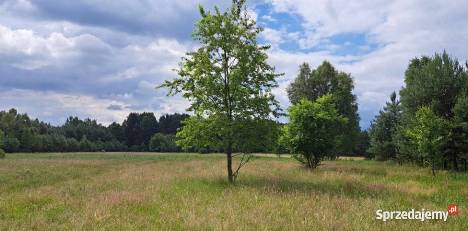Sprzedam piękną działkę 6000 m2 Cisza i spokój Nieruchomości Luta