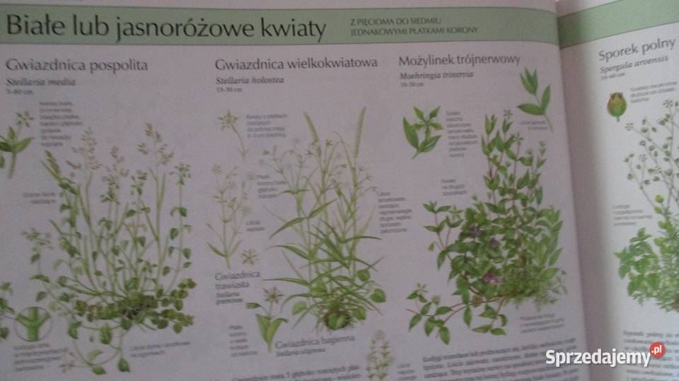 Nasza przyroda rośliny i zwierzęta Europy Łódź sprzedam