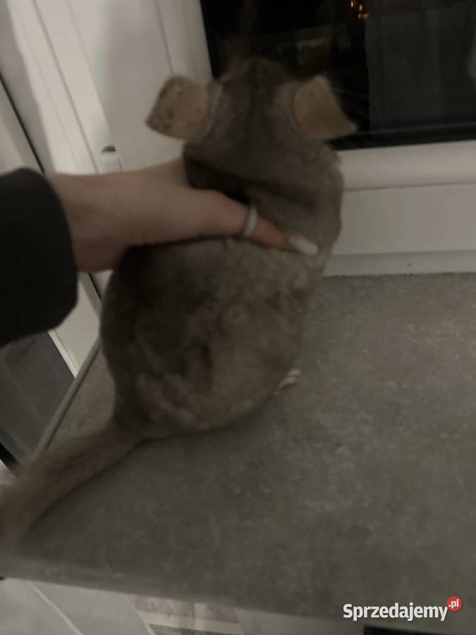 Sprzedam szynszyle samiec i samica Jastrzębie-Zdrój