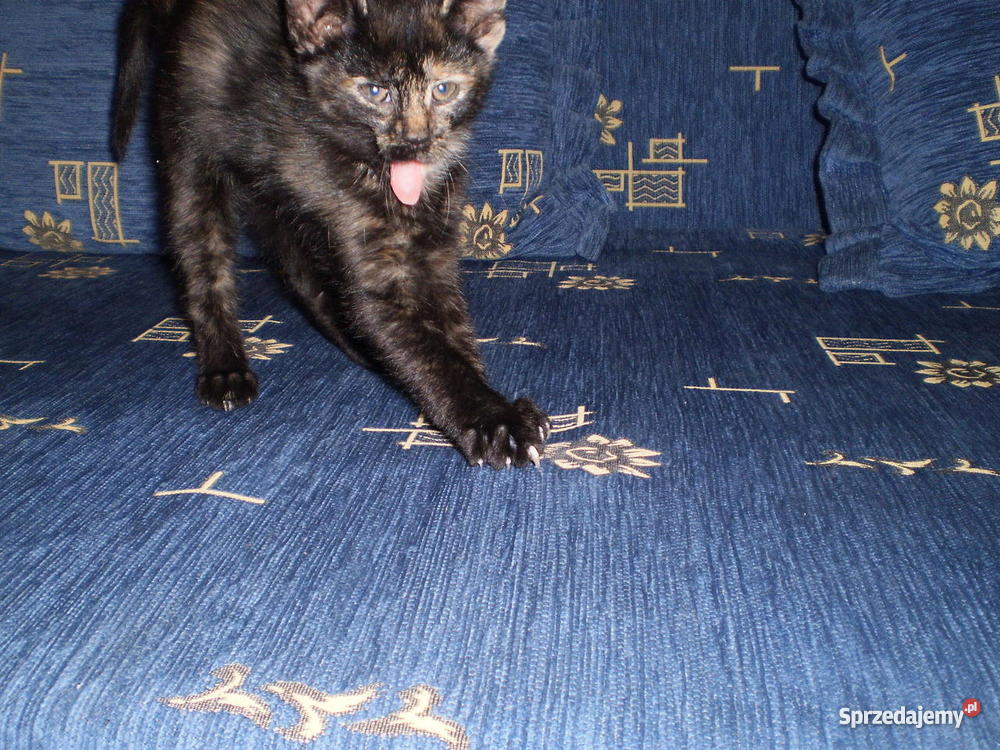 2 miesięczne kotki DOWIOZĘ Myszyniec