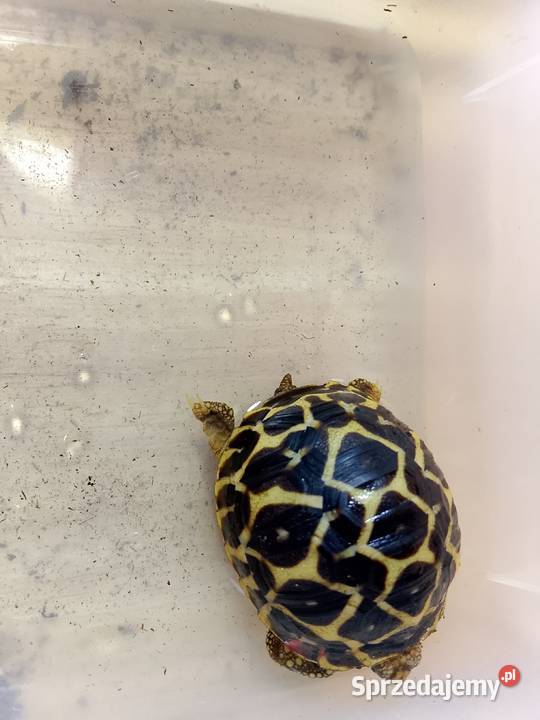 Żółw gwiaździsty lądowy Geochelone elegans Bielsko-Biała
