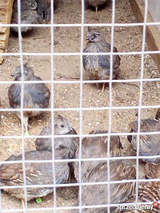 Przepiór kalifornijski Syców sprzedam