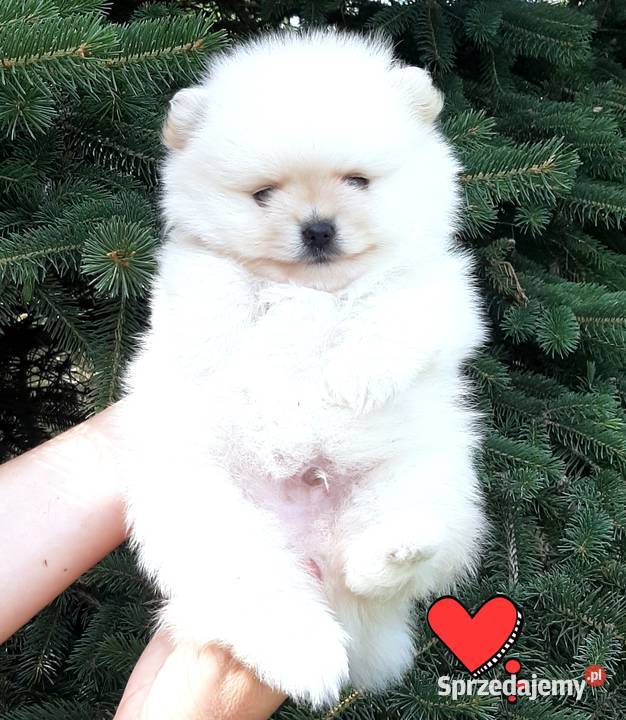 Szpic miniaturowy pomeranian rewelacyjny piesek Szpic miniaturowy Pabianice