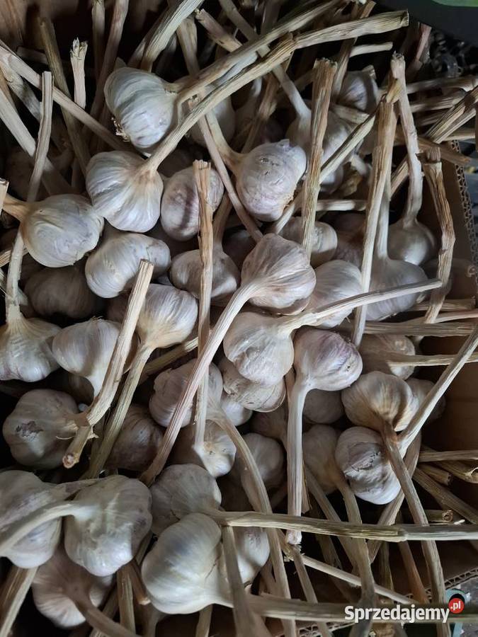 Czosnek Harnaś różne kalibry 20gr Pińczów