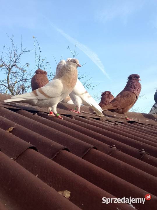 Gołębie ozdobne Ptaki dolnośląskie Wierzbice sprzedam