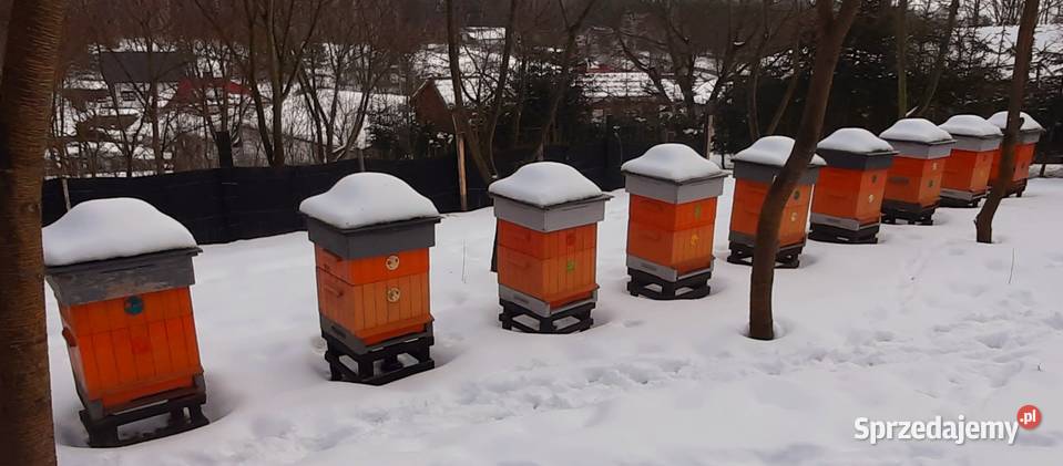 Ule wielkopolskie Tomaszów Lubelski