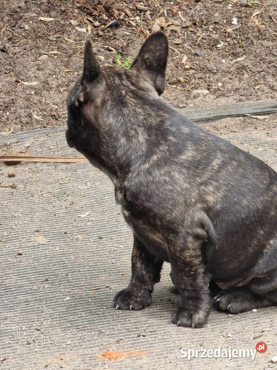 Buldogi francuskie Kamieńsk sprzedam