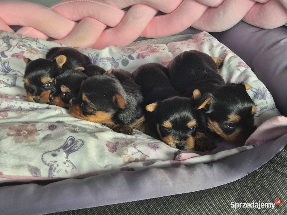 Yorkshire Terrier malutki chłopiec Poddębice