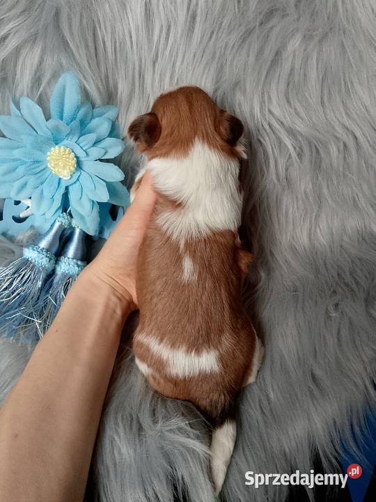 Piękny biało złoty piesek rasy ShihTzu