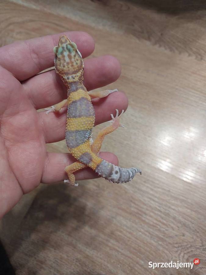 Gekony lamparcie pomorskie Reda