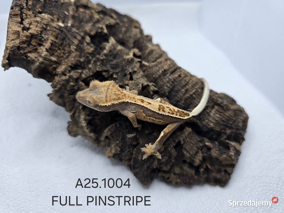 Gekony orzęsione Zawiercie