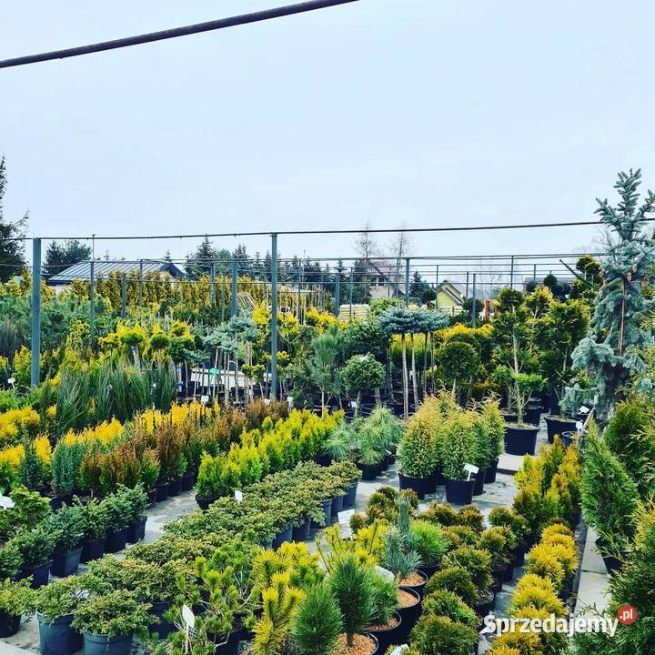 Katapla Nana Surmia kulka korona 5letnia Pabianice