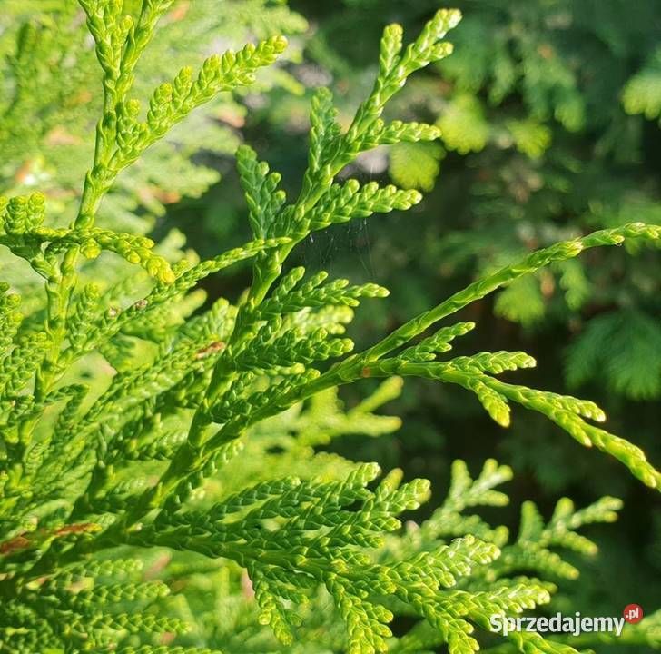 Thuja brabant 100 świerk srebrny jodła kaukaska Rybnik