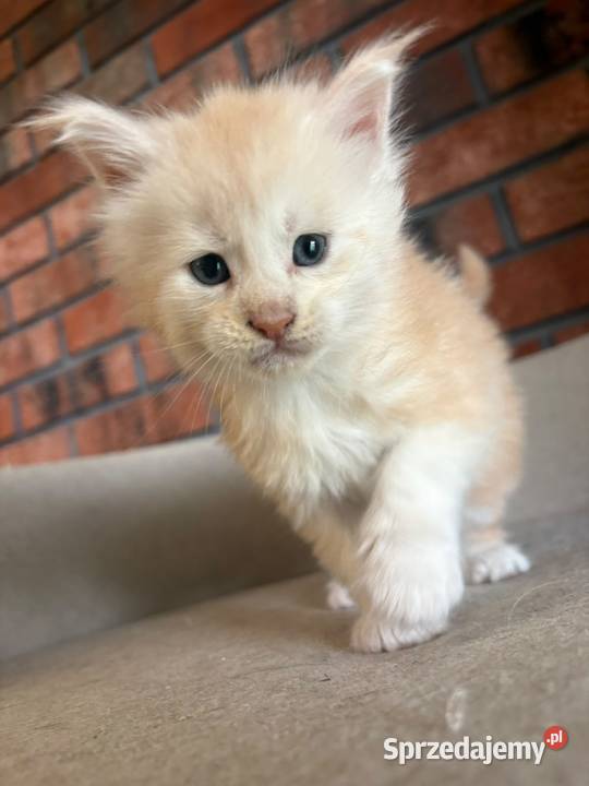 Maine Coon Oskar Szembruk