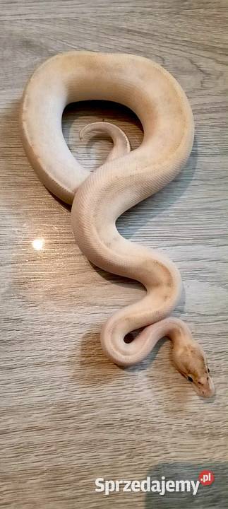 Pytony królewskie python regius mazowieckie Nowa Wola
