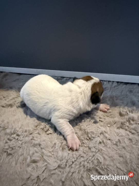 Jack russell terrier szczeniak suczka śląskie Dębie