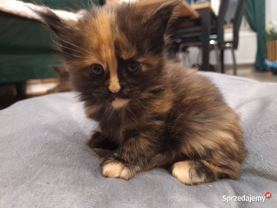 Kotek main coon z rodowodem Maine Coon Zabrze