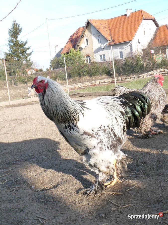 Koguty Brahma Świdnica