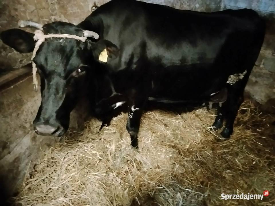 Krowy na ucieleniu Chłaniów