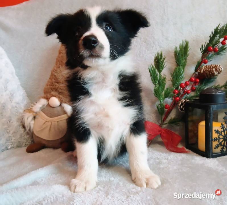 Border collie szczenięta Pozostałe sprzedam