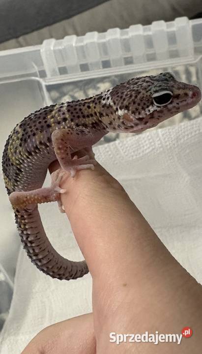 Gekon lamparci Zwierzęta wielkopolskie Poznań