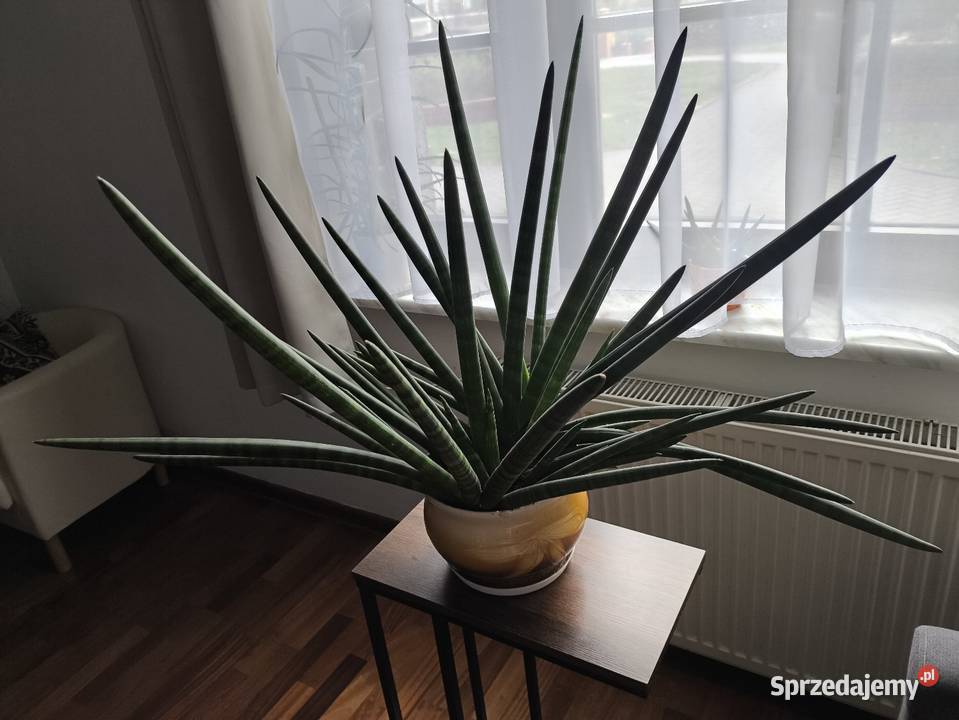 Sansevieria z donicą duża