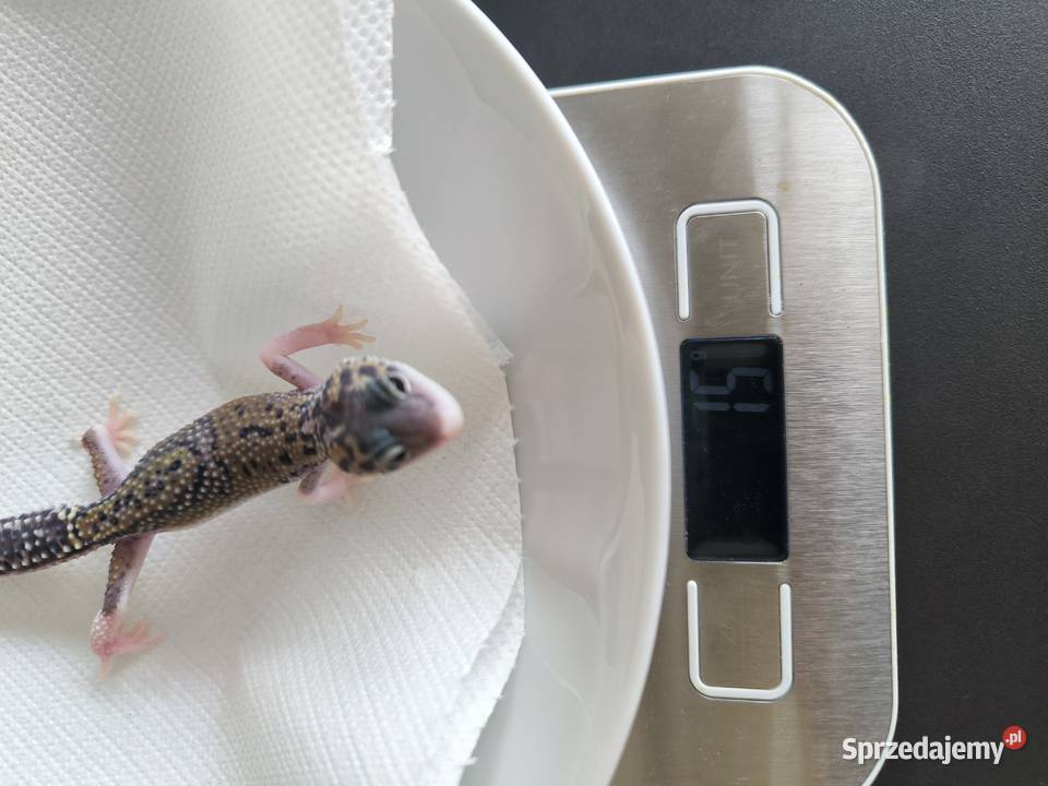 Eublefar lamparci Gdańsk