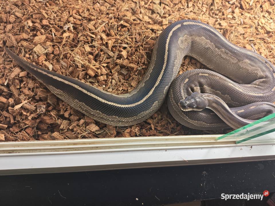 Pyton Królewski Samica Odmiana Barwna Mojave het