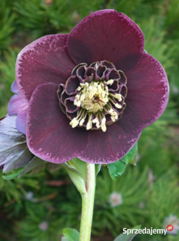 CIEMIERNIK WSCHODNI SINGLE AUBERGINE WHITE EDGE Ustronie sprzedam