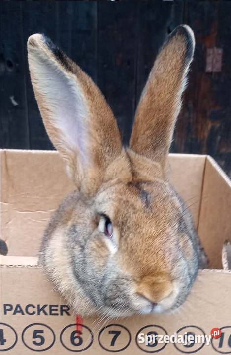 Królik dorosły samiec Dębicze