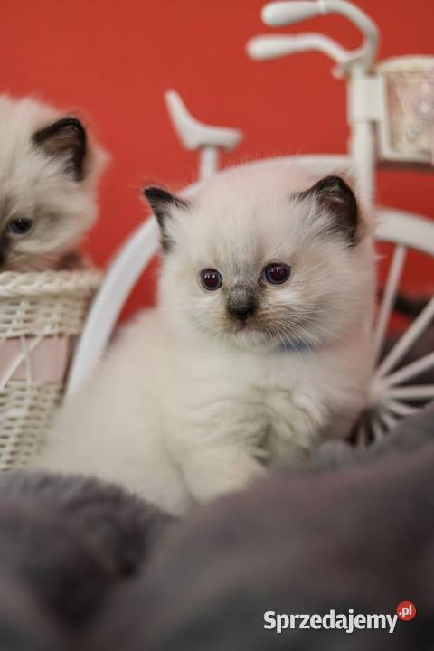 Ragdoll kocięta o umaszczeniu seal mitted łódzkie Piorunówek