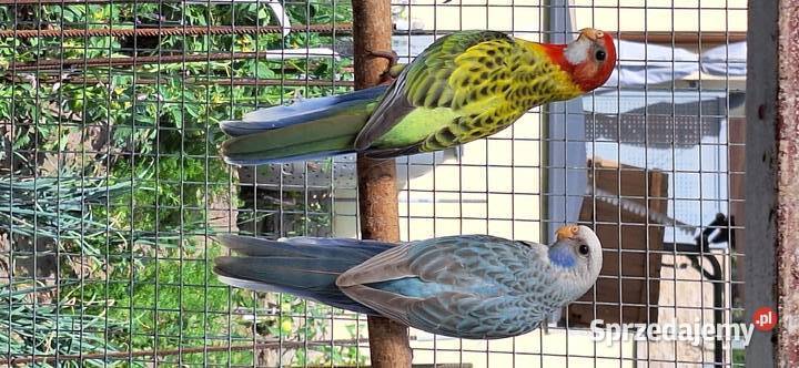 Rozella białolica niebieski pastelowy