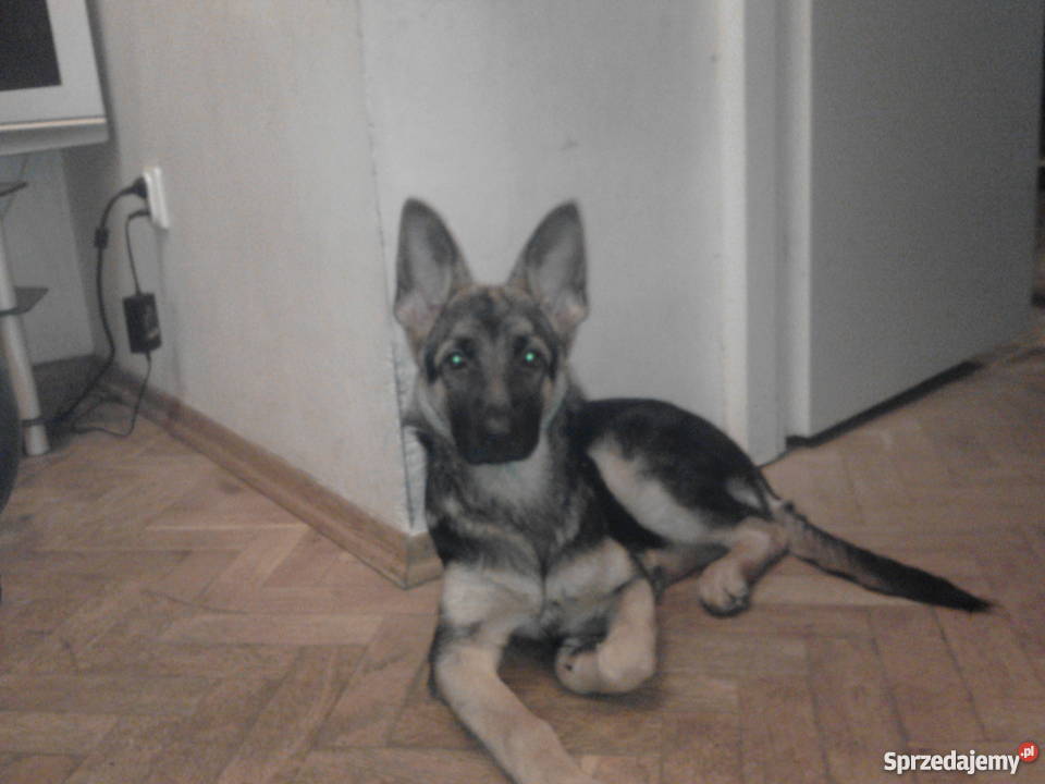 owczarek niemiecki 4 miesięczny