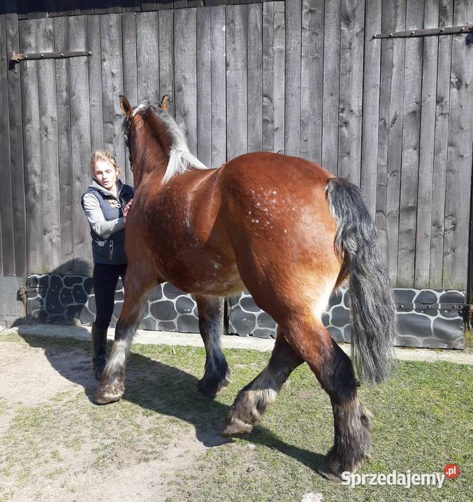 Sprzedam klacz sztumska