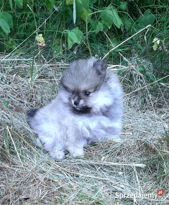 Szpic miniaturowy piesek i suczkagotowy do łódzkie Pabianice