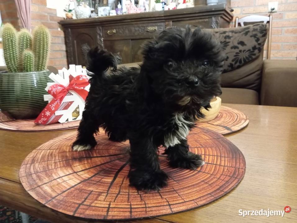 Sprzedam pieska rasy Rosyjska Bolonka Kolorowa